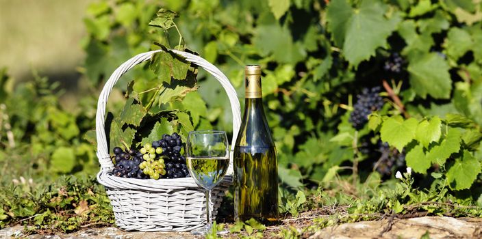 glass and bottle of white wine with grapes in basket, France