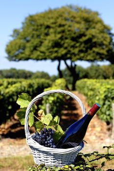 bottle of wine and grappes in basket, France