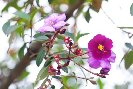 beautiful tropical flower against a green natural background