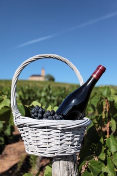 bottle of wine and grappes in basket