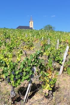 vineyard and church in french country in summer