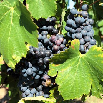 some mature grape-vine wait the harvesting in France