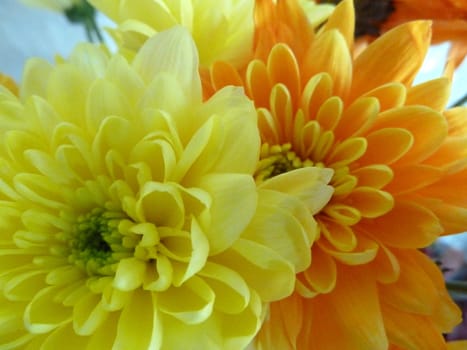 orange and yellow chrysanthemums as a background
