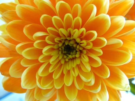 bright orange chrysanthemum as a background