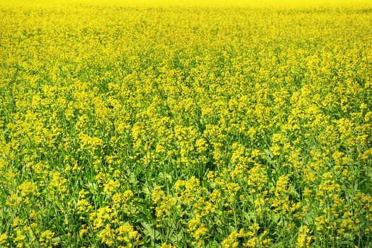 Field of yellow canola flowers, floral background.