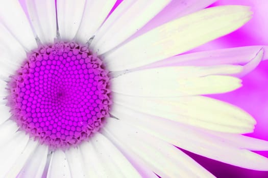 Artistic pink interpretation of a daisy flower