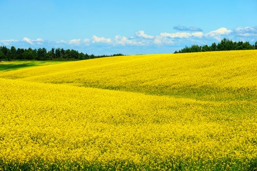 Fields and hills covered in bright yellow canola, colza or rapeseed flowers
