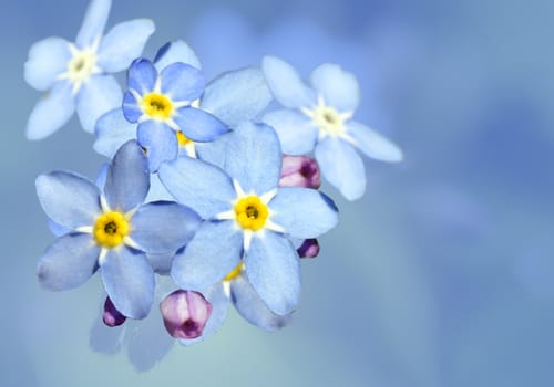 Myosotis, forget-me-not, blue flowers over blue background with spring text