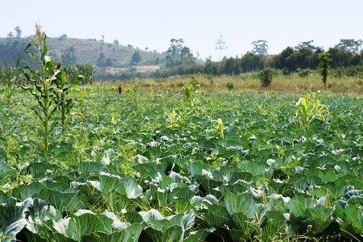 Cabbage field in Africa, tropical agriculture