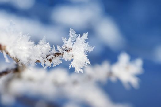 Branch with frost snowflakes macro