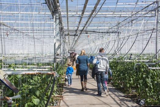 TINTE,HOLL AND - APRIL 06: People looking in paprika greenhouse in Tinte on April 06, 2013 in Tinte,Holland.This possibility is once a year called come in the kas.