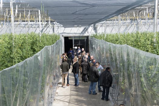 TINTE,HOLL AND - APRIL 06: People looking in tomato greenhouse in Tinte on April 06, 2013 in Tinte,Holland.This possibility is once a year called come in the kas.