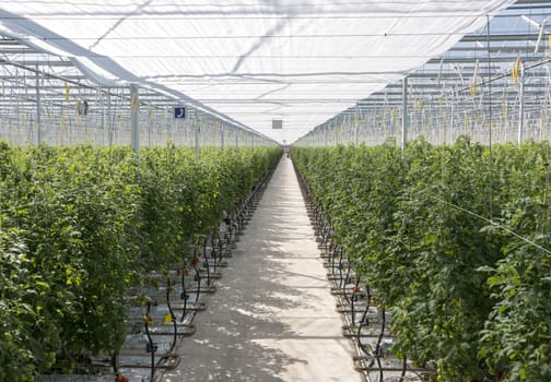 Greenhouse in holland with cultivated tomatos 