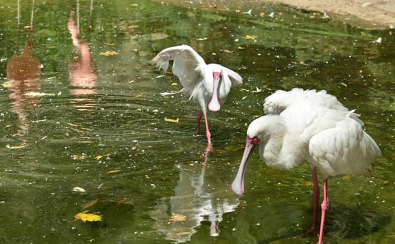 African Spoonbill birds standing in the water