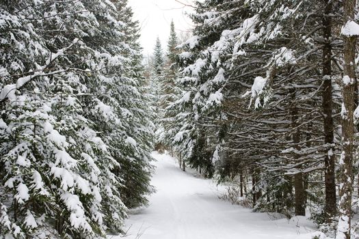 Beautiful landscape of the boreal forest on a cold winter day with coniferous trees covered with snow.