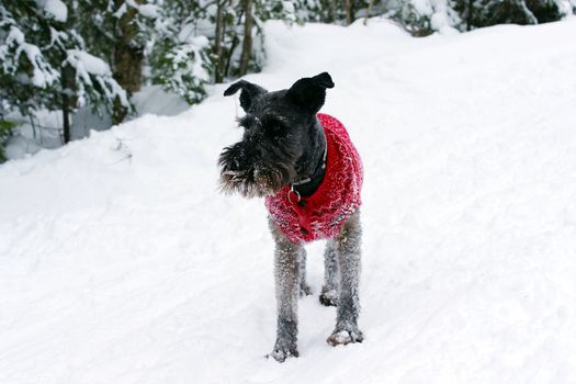 Black miniature schnauzer dog, wearing a red wool sweater covered with snow, playing in the woods on a cold winter day in Canada.