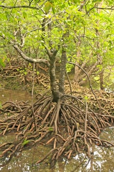 Mangrove tree (Rhizophora sp.) with exposed roots, Southeast Asia