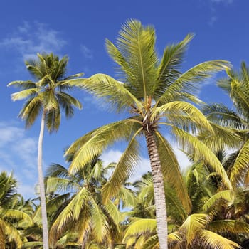 palm trees in blue sky on caribbean beach
