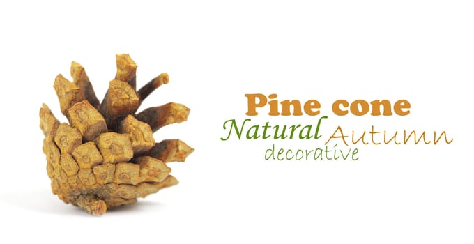 Pine cone isolated on white, clipping path included
