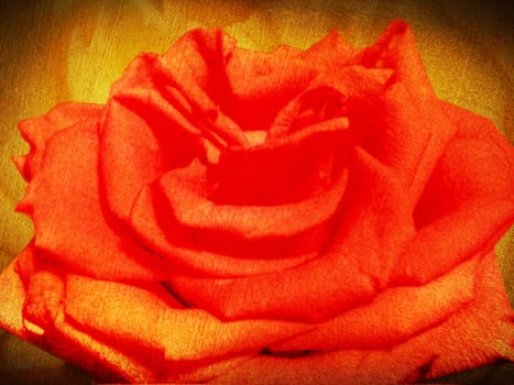 Rose. Retro style.
