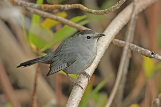 Gray Catbird (Dumetella carolinensis)