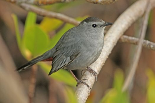 Gray Catbird (Dumetella carolinensis)