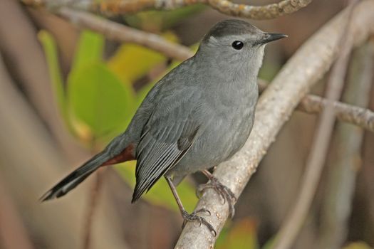 Gray Catbird (Dumetella carolinensis)