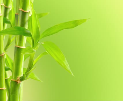 Bamboo background with copy space