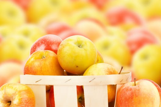 Fresh and colorful apples, selective focus
