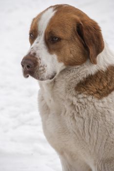 Mixed-breed dog torso on snow background