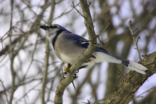 Blue Jay (Cyanocitta cristata)