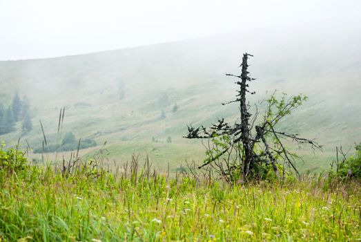 Foggy summer morning in the mountains. Carpathian, Ukraine, Europe.