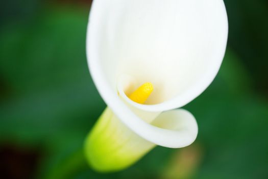  beautiful calla flower on green natural background