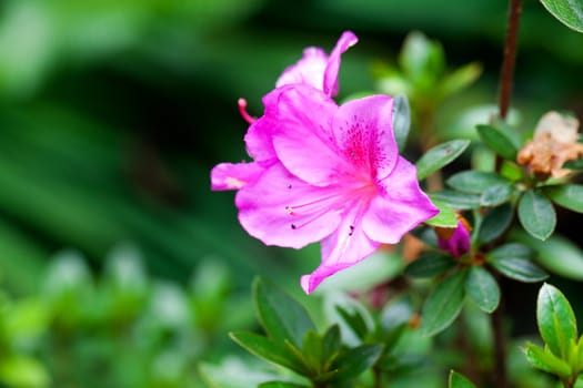 beautiful tropical flower against a green natural background