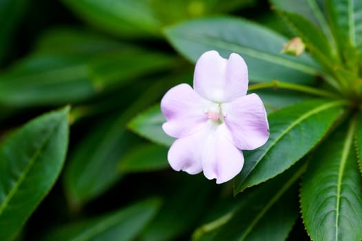 beautiful tropical flower against a green natural background