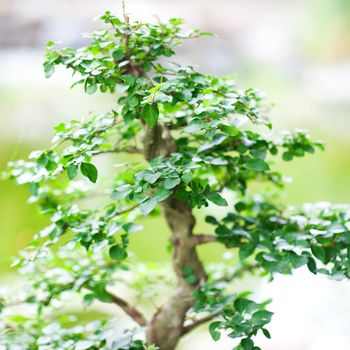 beautiful bonsai in a botanical garden