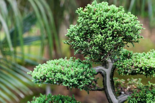 beautiful juniper bonsai  in a botanical garden