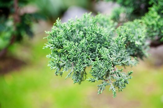 beautiful juniper bonsai  in a botanical garden