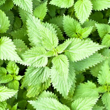 Close up image of stinging nettle leaves