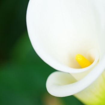  beautiful calla flower on green natural background