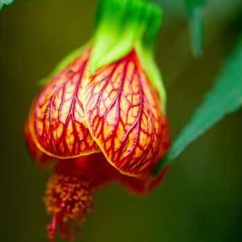 beautiful flower of abutilon close-up
