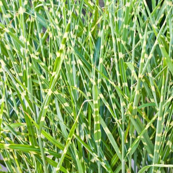 Wild grass close up as a background image