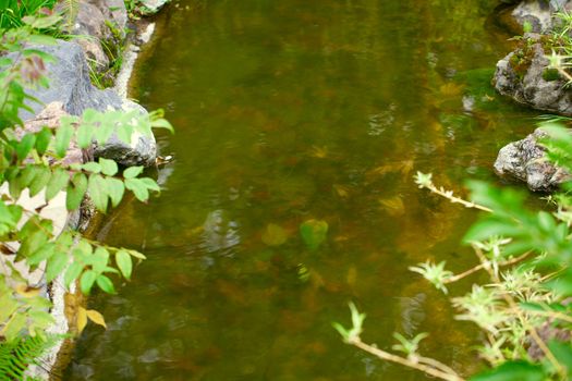 clean stream in the forest