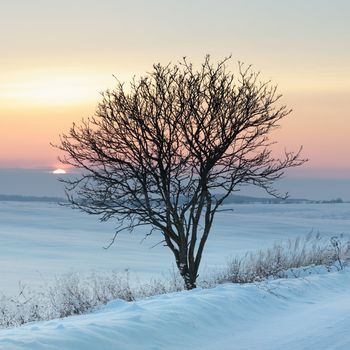Lone tree in a field in winter