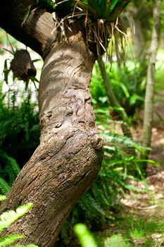 trunk of a tropical tree 