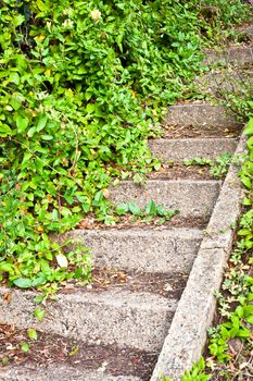 Flight of stone steps in an overgrown garden