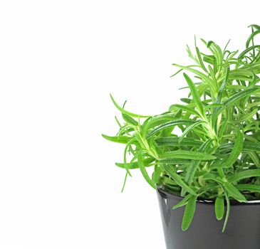 newly planted rosemary on pot on white background