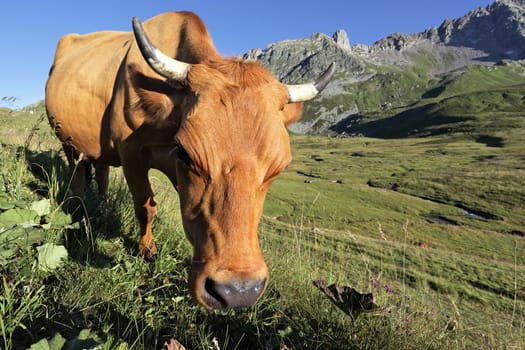 Brown cow in french Alps under the sun