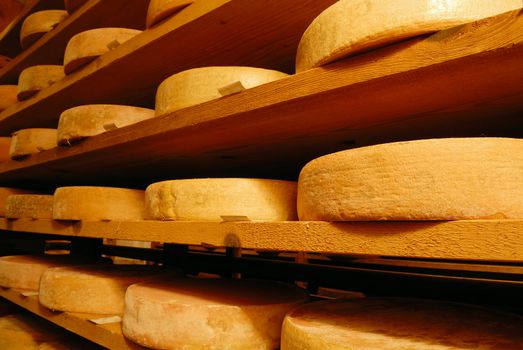 Vacherin Fribourgeois, switzerland cheese in a traditional cellar