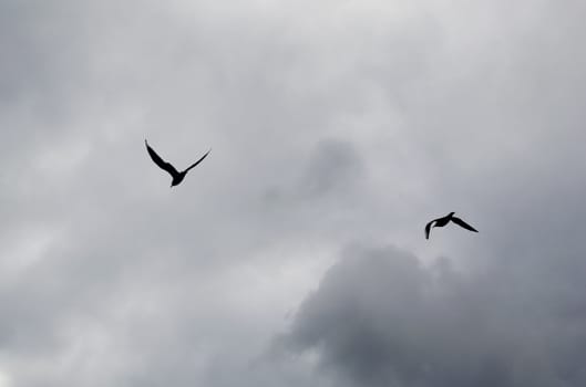 Silhouettes of seagulls on a dark and cloudy sky